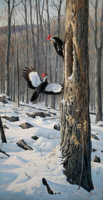 Pileated Woodpeckers Art Prints