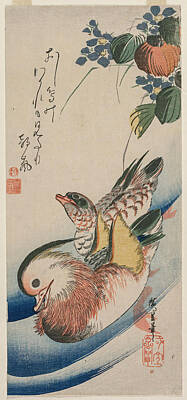 Mandarin Ducks Drawings