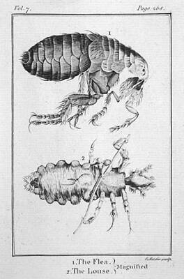 Designs Similar to  A Flea And Louse Observed With