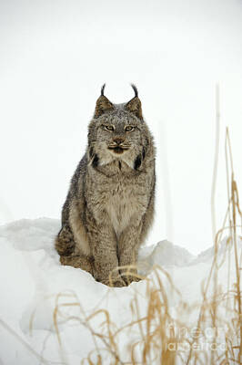 Canadian Lynx Photos