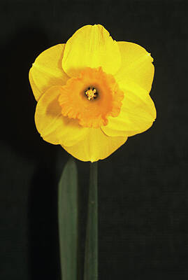 Designs Similar to Daffodil #1