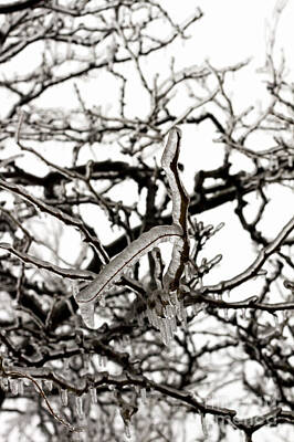 Designs Similar to Ice on branches #1