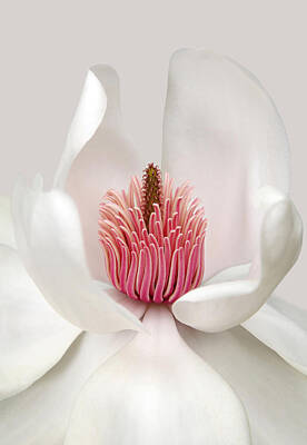 Magnolia Photographs