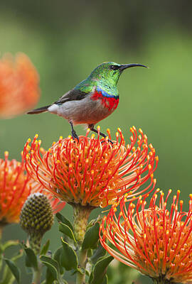 Proteaceae Photos