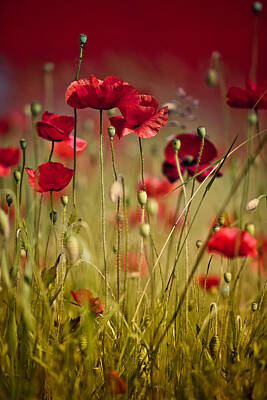 Red Poppies Wall Art