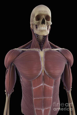 Designs Similar to Muscles Of The Upper Body #14