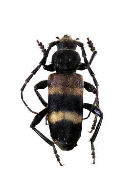 Designs Similar to Longhorn Beetle #31