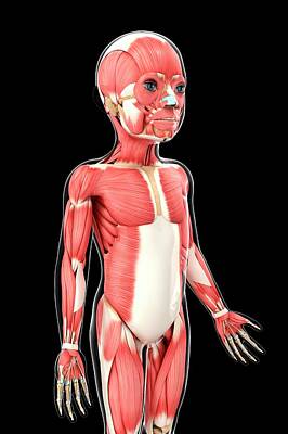Designs Similar to Child's Muscular System #6