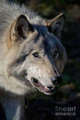 Designs Similar to Timber Wolf Pictures #6