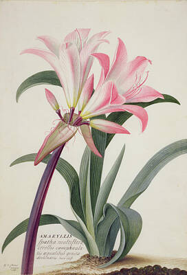 Amaryllis Belladonna Lily Art Prints