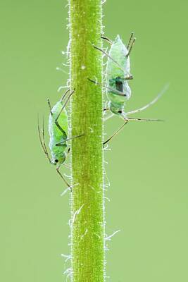 Designs Similar to Aphids by Heath Mcdonald
