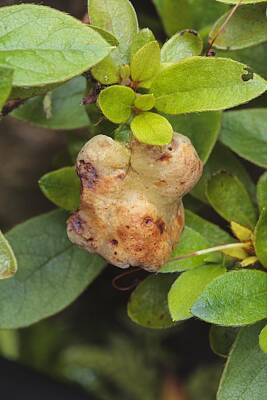 Azalea Gall Art