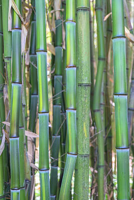 Designs Similar to Bamboo Plant, USA