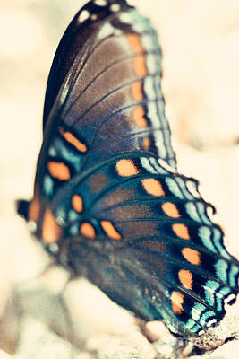 Butterflies Photos