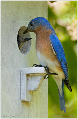  Photograph - Bluebirds at home by Robert Winch