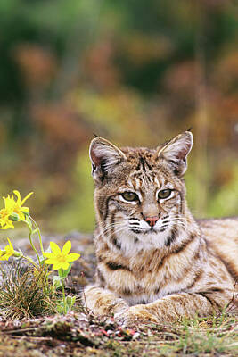 Designs Similar to Bobcat By Flowers