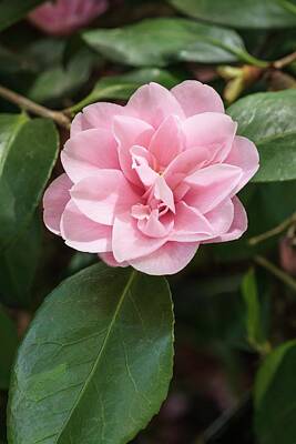 Camellia Sasanqua Art