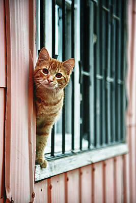 Cat Window Ginger Photos