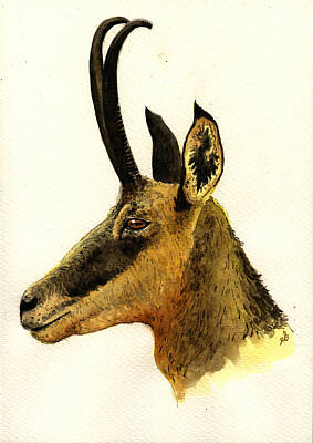 Chamois Art