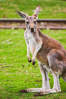 Designs Similar to Cute Kangaroo Portrait