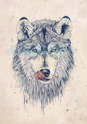Wolves Drawings
