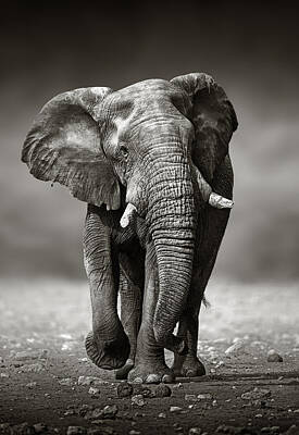 African Elephant Art
