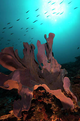 Elephant Ear Sponge Photos