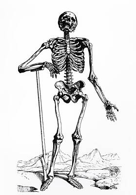 Designs Similar to Engraving Of The Human Skeleton