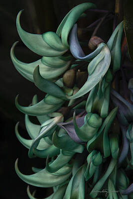  Photograph - Exotic Jade Vine by Karen Casey-Smith