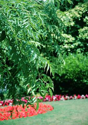 Designs Similar to Fraxinus Excelsior 'pendula'