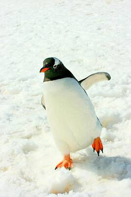 Longtailed Gentoo Penguin Photos Art Prints