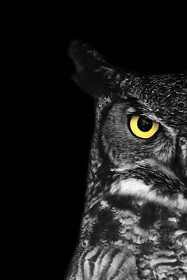 Horned Owl Art