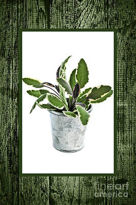Designs Similar to Green sage herb in small pot