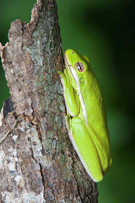 Hyla Cinerea Art