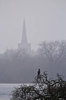 Designs Similar to Lonely Cormorant