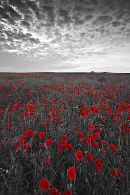 Designs Similar to Poppy Field by Graham Custance