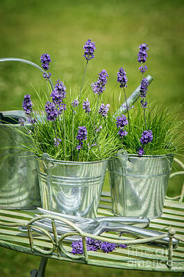 Garden Flower Pots Photos