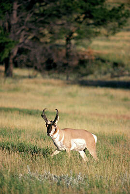 Designs Similar to Pronghorn Antelope Antilocapra