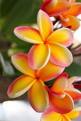 Hawaiian Flower Photos
