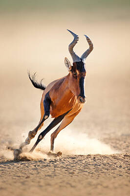 Designs Similar to Red hartebeest running