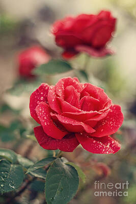 Designs Similar to Red Rose after rain