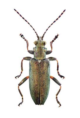 Designs Similar to Reed Beetle