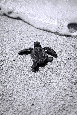 Sea Turtle Photographs