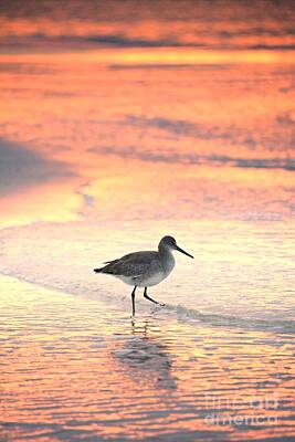 Designs Similar to Sunrise Shorebird