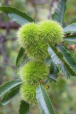 Designs Similar to Sweet Chestnut Fruit And Leaves