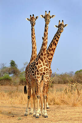 Giraffe's neck bashing Poster for Sale by rawshutterbug