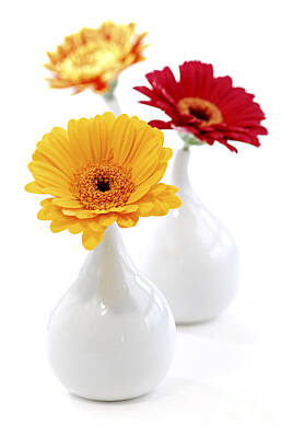 Vase With Flowers Photos