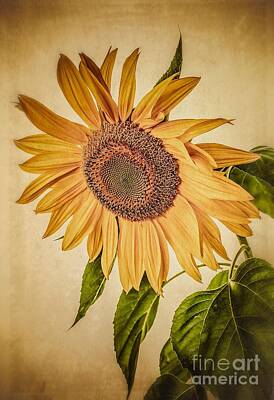 Designs Similar to Vintage Sunflower