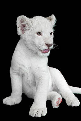 Designs Similar to White Lion Cub