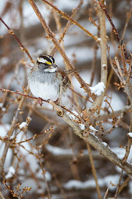 Designs Similar to White Throated Sparrow Portrait